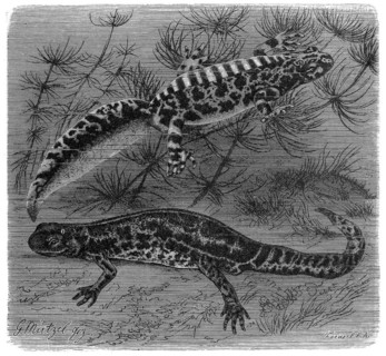 Reptiles