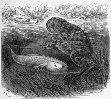 Reptiles
