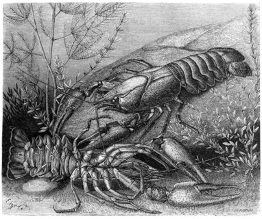 Common crayfish