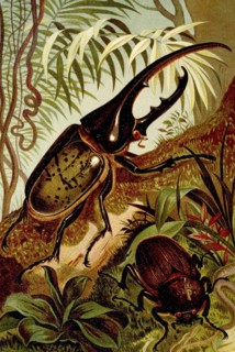 Insects
