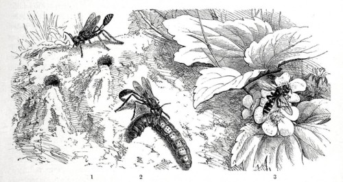Insects