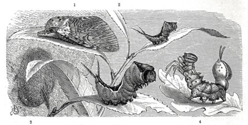 Insects