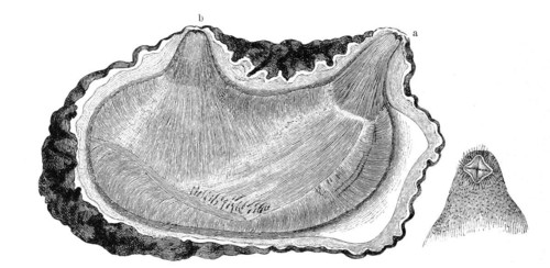 Ascidia microcosmus