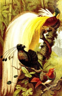 Bird