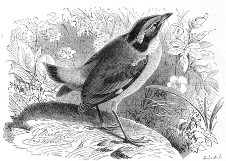 Bird