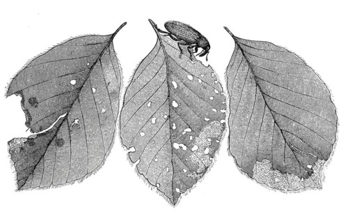 Insects