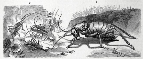 Insects