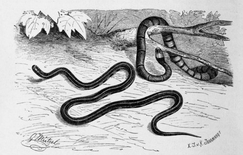 Reptiles