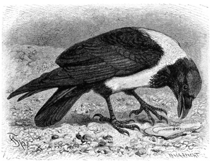 Bird