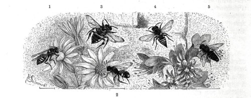 Insects