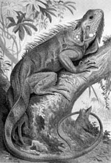 Green iguana