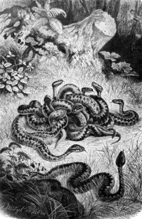 Reptiles
