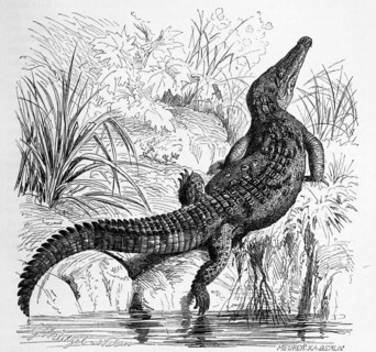 Reptiles