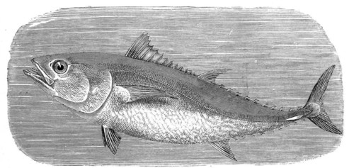 Fish