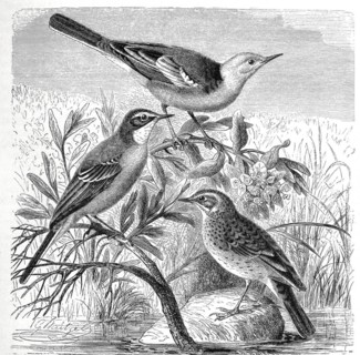 Bird