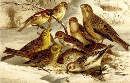 Bird