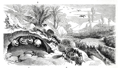 Insects