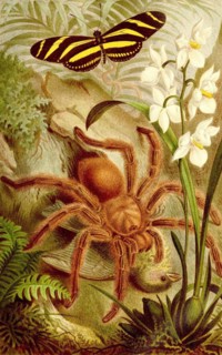 Insects