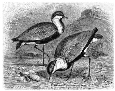 Bird