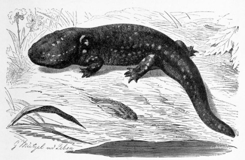 Reptiles