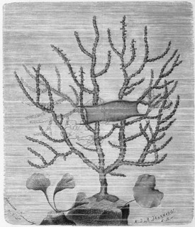 Eunicella verrucosa