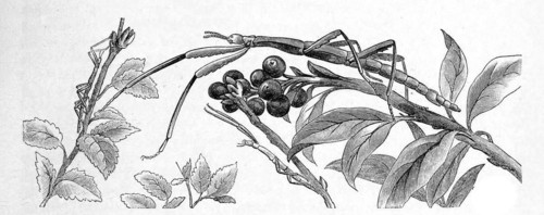 Insects