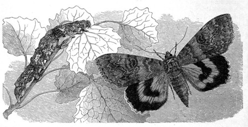 Insects