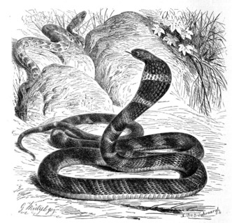 Reptiles