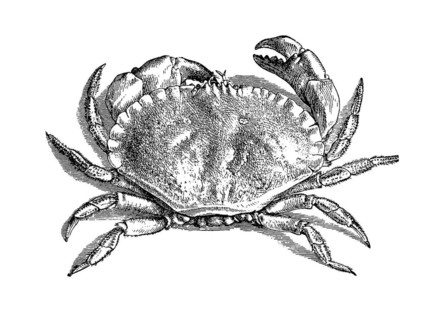 Edible crabs