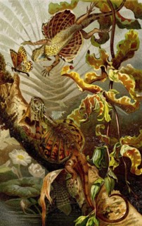 Flying dragons