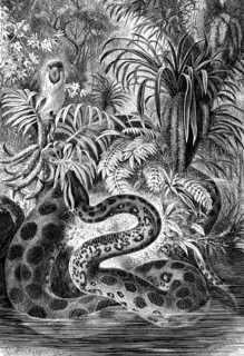 Reptiles
