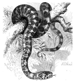 Reptiles