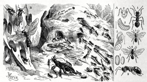 Insects