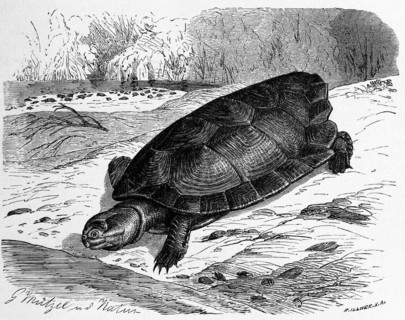 Reptiles