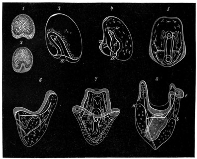 Developmental stages of the green sea urchin