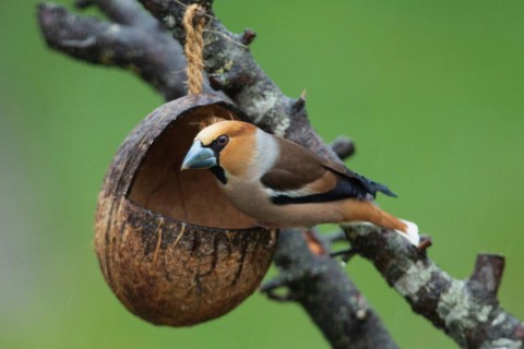 Core biter sitting on feeding dish on branch