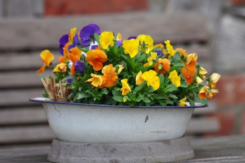 Pansy