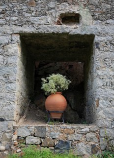 Ceramic amphora with a green plant stands in a niche of a historical wall