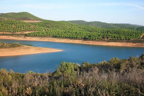 Landscape at Barragem da Bravura reservoir with pine forest