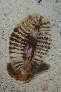 Dark sea feather