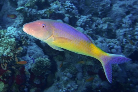Golden goatfish