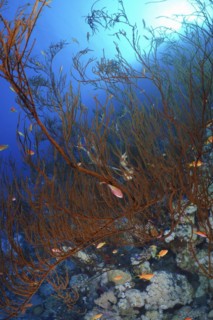 Black bushy black coral