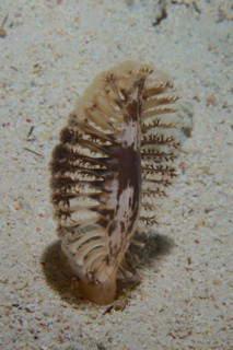 Dark sea feather