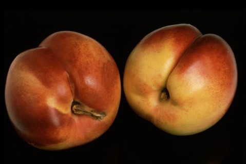 Nectarines
