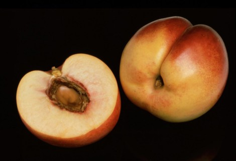 Nectarines