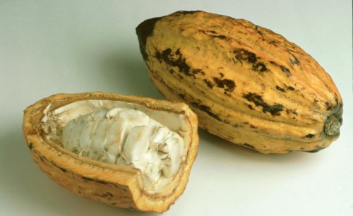 Exotic fruits: ripe cocoa fruit