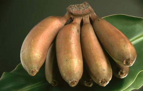 Bananas: red fire bananas