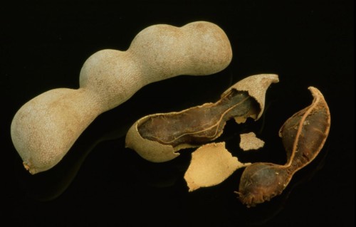 Tamarind