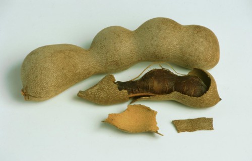 Tamarind