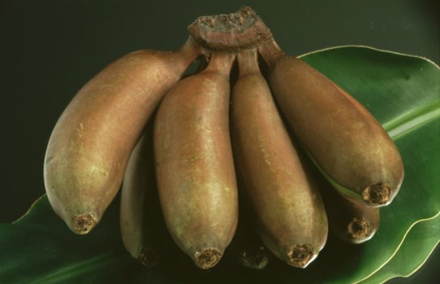 Bananas: red fire bananas